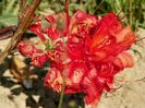 azalea Fireball