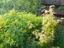 acer palmatum Orange Dream