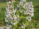 liliac California Rose