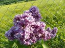 liliac Sarah Sands