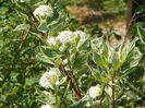 cornus alba sibirica variegata