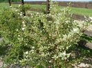 cornus alba sibirica variegata