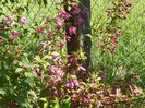 weigela Pink Princess