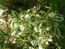 cornus sericea White Gold