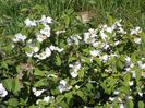 viburnum tomentosum