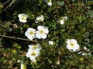 potentilla fruticosa Abbotswood