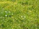 anemone ranunculoides