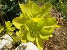 cotinus coggyria Golden Spirit