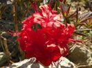 azalea Fireball