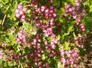 crataegus laevigata Punicea