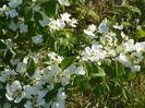 viburnum tomentosum