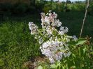 liliac California Rose