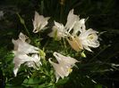 Aquilegia White (2018, May 01)