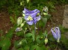 Aquilegia Blue (2018, April 21)