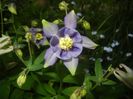 Aquilegia Blue (2018, April 27)