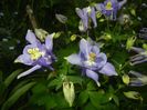 Aquilegia Blue (2018, April 27)