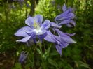 Aquilegia Blue (2018, April 29)