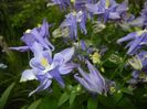 Aquilegia Blue (2018, April 30)