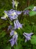 Aquilegia Blue (2018, May 01)