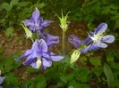 Aquilegia Blue (2018, May 01)