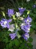 Aquilegia Blue (2018, May 02)