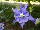 Aquilegia Blue (2018, May 02)