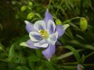 Aquilegia Blue & White (2018, Apr.24)