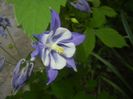 Aquilegia Blue & White (2018, Apr.28)