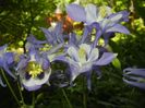 Aquilegia Blue & White (2018, Apr.28)