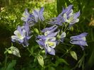 Aquilegia Blue & White (2018, Apr.29)