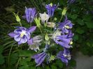 Aquilegia Blue & White (2018, May 02)
