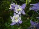 Aquilegia Blue & White (2018, May 02)