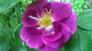 Rhapsody in Blue