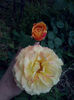 CAM00361