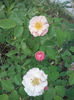 CAM00383