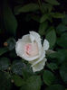 CAM00386