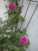 CAM00397