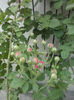 CAM00401
