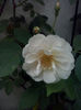 CAM00404
