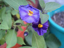 Lycianthes rantonnetii , gentiana mov (solanum)