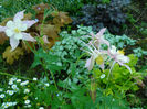 Aquilegia si Lamium