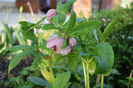 Double Pink Spotted