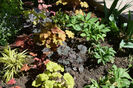 Hakonekloa,CheryCola, Paprika,Elektra,Frosted Violet