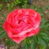 coral charm