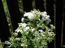 spiraea cantoniensis Lanceata