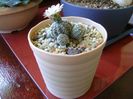 Gymnocalycium bruchii