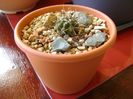 Gymnocalycium gibbosum v. nigrum