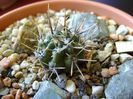 Gymnocalycium gibbosum v. nigrum