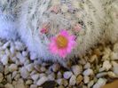Mammillaria laui f. dasyacantha