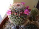 Mammillaria matudae